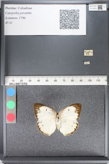 Media type: image;   Entomology 116833